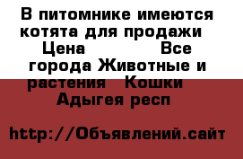 В питомнике имеются котята для продажи › Цена ­ 30 000 - Все города Животные и растения » Кошки   . Адыгея респ.